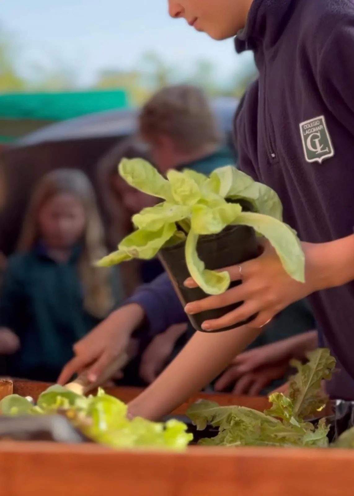Manos sosteniendo planta